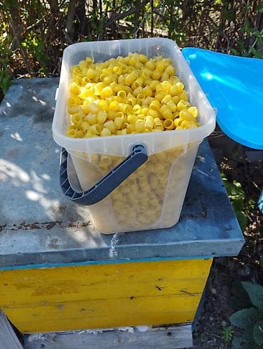 Принимаем заказы : маточник не плодных маток, плодных маток at lalafo.kg Принимаем заказы : маточник не плодных маток, плодных маток