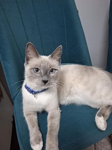 сколько стоит сиамские коты: Кошка даром: Сиамская, 1 год, Девочка — 2