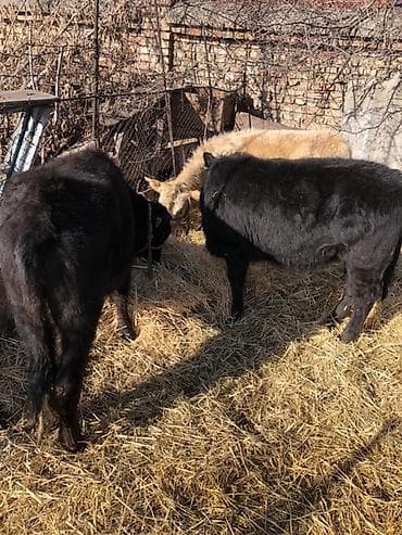 као мани сколько стоит: Продаю | Музоо, торпок | На откорм | Привязанные — 4