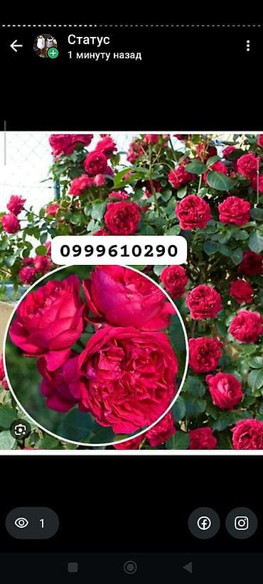 балдарга кийим: Көчөттөр гүлдүн: Розалар, Акылуу жеткирүү — 7