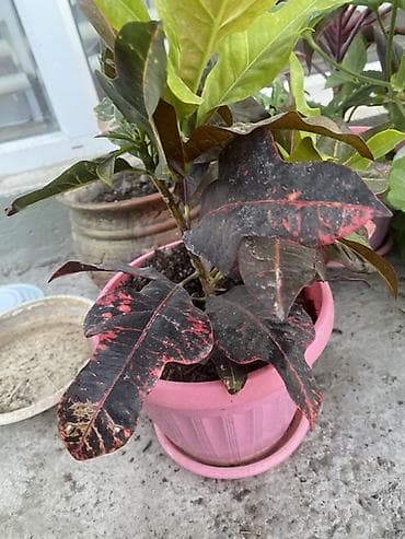 кавер продаю: Комнатные и балконные растения в горшках - Пеларгония (герань — 4