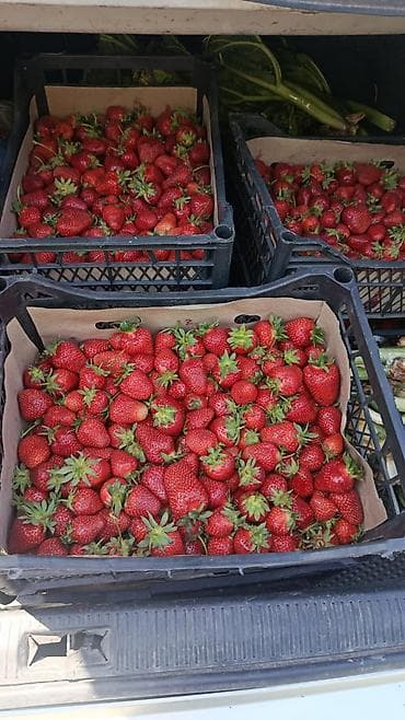 калиброванная черешня: Клубника — 2