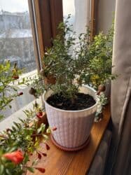 саженцы плодовых деревьев купить: Молодой саженец граната в горшке, готовый к пересадке или выращиванию — 2