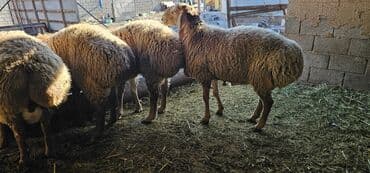 продать животных: Продаю | Баран (самец) | Арашан | На забой, Для разведения | Племенные, Осеменитель — 5