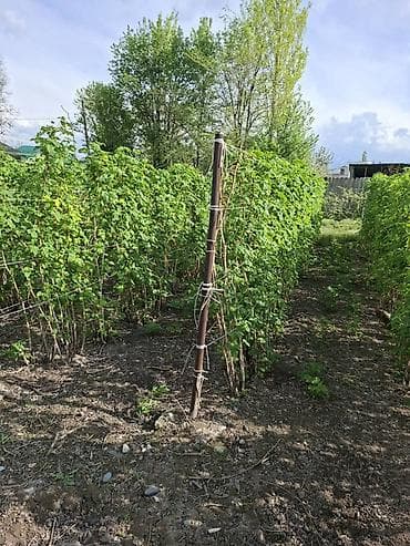 мешки для винограда: Саженцы малины (плодоносящие ряды на шпалере). Сорт - Шапочка с мая — 4