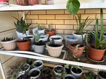 лимон цветы: Распродаю комнатные цветы срочно переезжаем — 5