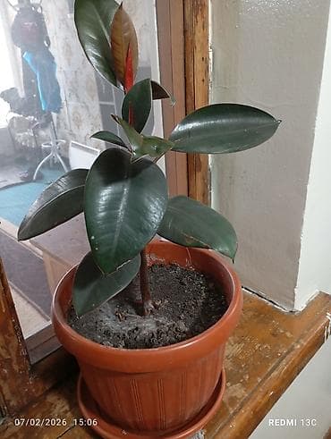 купить оптом комнатные цветы: Цветы домашние 1-Антуриум мужское счастье 4х летный в пяти литровом — 5