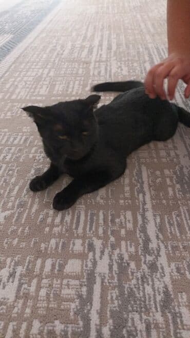 акустические системы vip колонка в виде собак: Породистая собака средних размеров с короткой шерстью. Окрас палевый с — 4