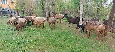 для овец: Продаю | Овца (самка) | Для разведения | Матка — 1