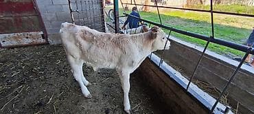 Айыл-чарба жаныбарлары: Сатам | Музоо | Бордоп семиртүү үчүн — 4