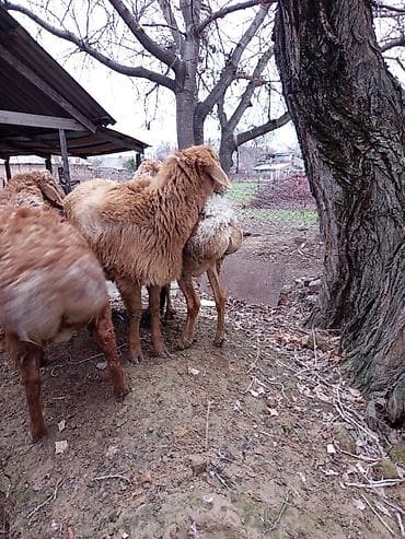 Продаю | Овца (самка), Баран (самец) | Для разведения | Осеменитель