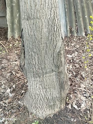 метал резка: Продаю дерево орех и елка больше 10 лет договорная — 4