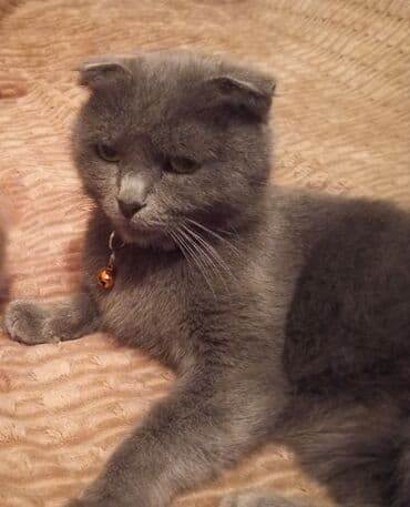 ак мышык: Скотиш Фолд (Шотландиялык шалпаң кулак), 2 айлык, Эркек, Аргын, Лотокко барууга үйрөтүлгөн, Курттардан тазаланган — 6