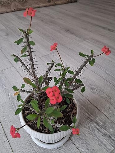 болмо гулдору: Малачай 280 сом — 1