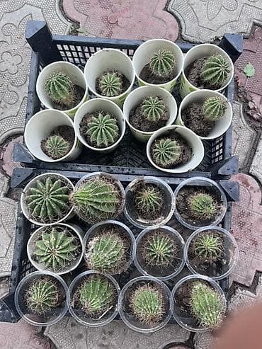 сколько стоят кактусы: Кактус 🌵 Все кактус свежие идеально подходит для подарка можно — 2