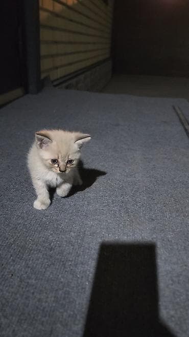 Скотиш Страйт (Шотландская прямоухая), 1 месяц, Девочка, Приучена к лотку