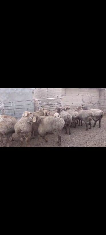 корма для сх животных: Продаю | Баран (самец) | Для разведения | Племенные — 2