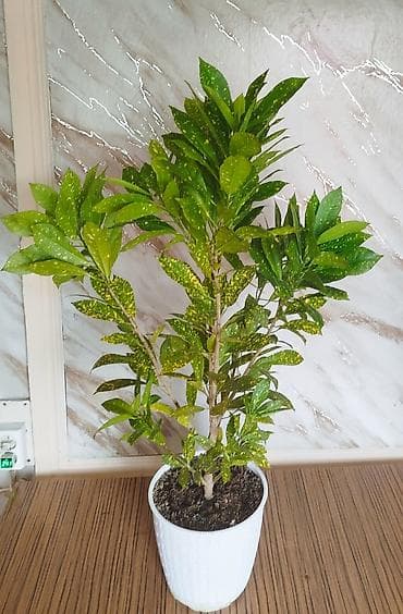 grow a garden: Комнатные растения – коллекционные сорта 1) Бегония — 9
