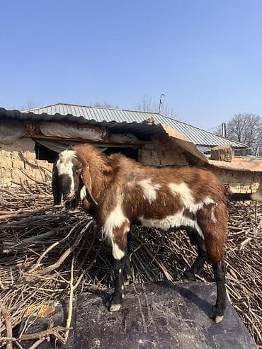 Услуги ветеринара: Продаю | Козёл (самец) | Для разведения | Племенные — 2