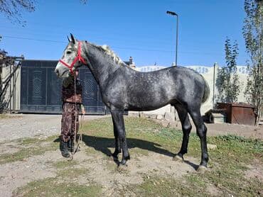 Собаки: Продаю | Конь (самец) | Для разведения | Племенные — 2