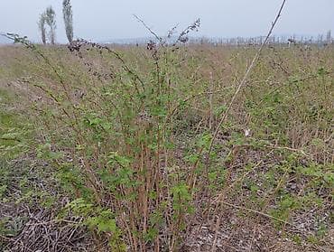 саженцы смородины купить: 1 гектар малина сатылат Геракл 1 гектар клубника бар месни 250000 сом — 5