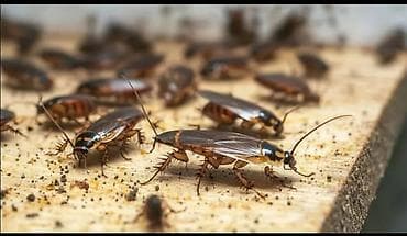 костюм для танца: Дезинфекция, дезинсекция, | Клопы, | Квартиры — 8