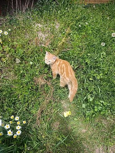 кошка тайская: Рыжий котёнок с ярким мраморным окрасом (классический табби). - — 3