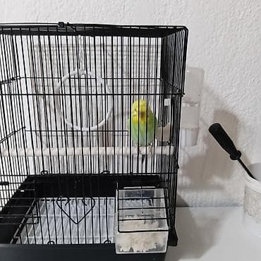 клетка для шиншилл: Волнистый попугай с комплектом клетки и аксессуаров. Что входит: - — 1