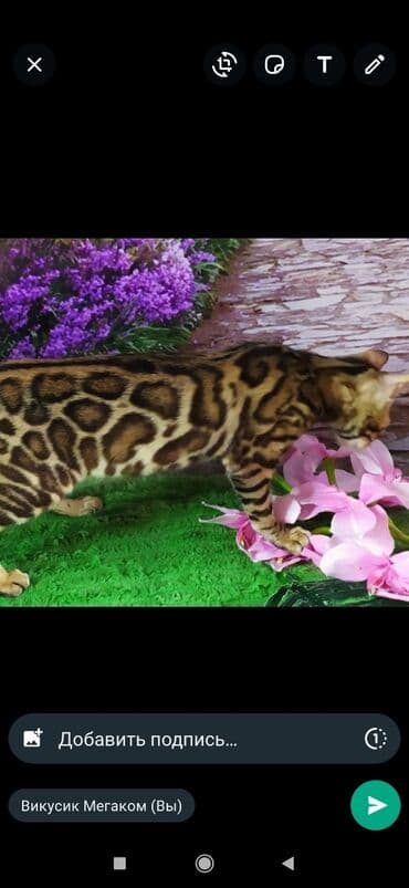 бенгальский леопардовый кот: Друзья !! в проф питомнике Бен Гла Мур новые детки .Бенгальские котята — 16