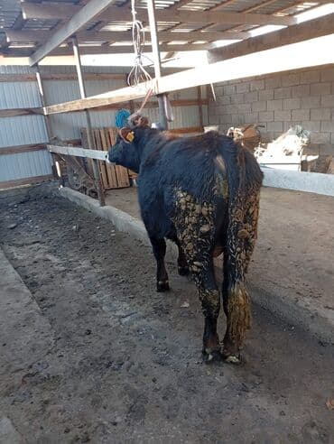 бык цена: Продаю | Бык (самец) | Алатауская, Абердин-ангус, Швицкая | Для разведения, На откорм | Искусственник, Осеменитель — 4