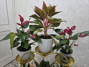 Полки, стеллажи: Полка, этажерка для цветов, Новый, Железо, Самовывоз — 4