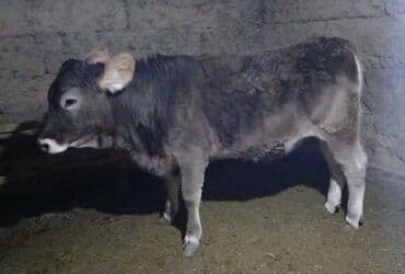 сх животные и товары: Продаю | Тёлка | Швицкая | Для разведения | Искусственник — 3