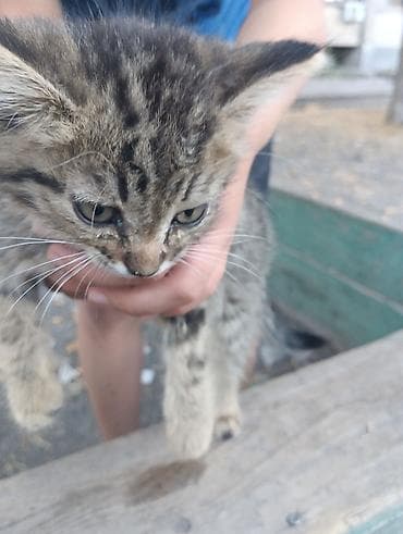 кошка пушистая: Кошка даром: Беспородная, 6 месяцев, Девочка, Метис — 2