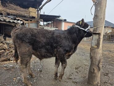 купить медогонку: Продаю | Музоо, торпок | На откорм | Привязанные — 3