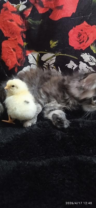 лежанка для кошки: Мейн-кун, 1 месяц, Девочка — 6