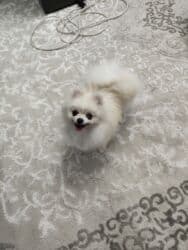 купить собаку шпица недорого: Шпиц, 1 год, Самец, С прививкой, С родословной — 11