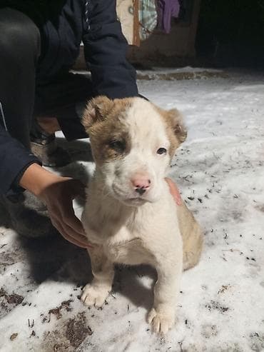 авган матки: Алабай, 1 месяц, Самка — 2