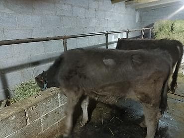 коты бишкек: Продаются бычки 90тысяч,100тысяч порода Швиц — 8