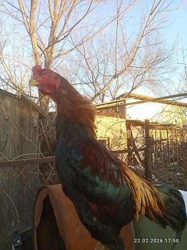 курицы: Продаю | Петух | Для разведения — 5
