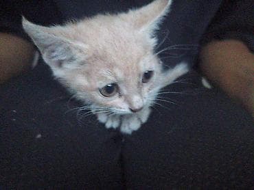 Котёнок светло-рыжего (бежевого) окраса с большими ушками и