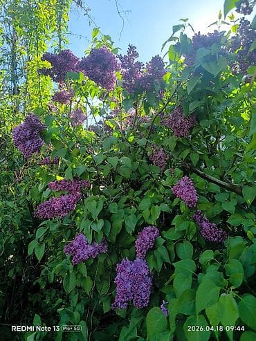 фиалки сортовые: Сирень колерованная сорт с крупными соцветиями, оттенок — 2