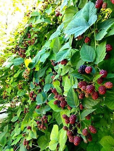 ежевика цена за кг: Саженцы ежевики Честер !! Крупная вкусная урожайная ежевика. БЕЗ — 2