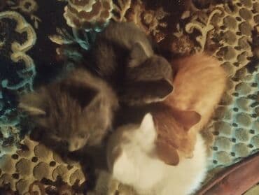 объявления о найденных животных: Котята, с доставкой - Окрас: серые (2 шт.), белый, рыжий. - Порода — 4