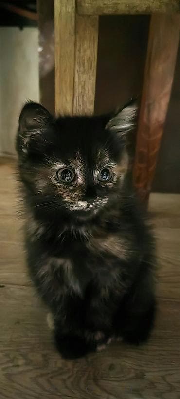 Скотиш Страйт (Шотландская прямоухая), 2 месяца, Девочка — 1