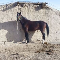 сколько стоит порода собаки доберман: Сатам | Жылкы (эркек) | Жумушка — 7