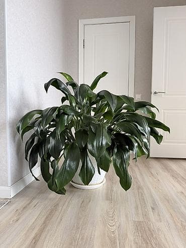 Крупные комнатные растения в декоративных кашпо 1) Папоротник