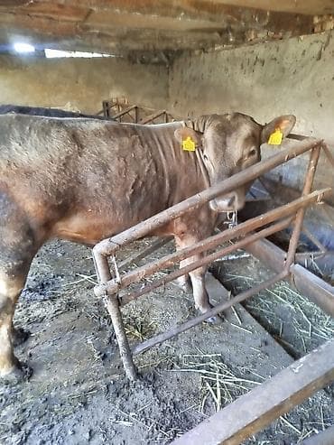 кулак тай: Продаю | Бык (самец) | На откорм | Привязанные — 4