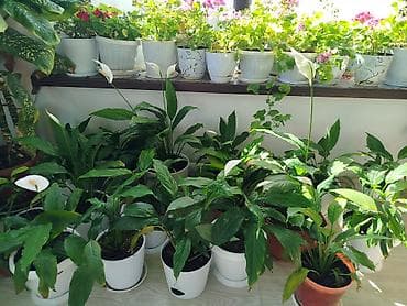 аптечка: Комнатные растения в горшках от 300-1000 1) Алоэ вера (крупные — 6