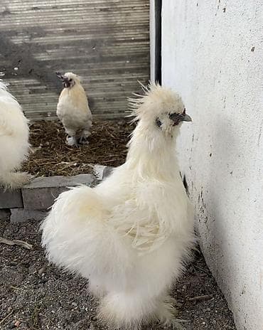 страус цена бишкек: Продаю Китайских шелковых кур молодые 8-10 месяцев, спокойные — 3