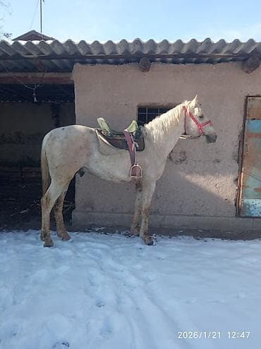 Продаю | Жеребец | Рабочий — 2